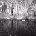 VIDEO | Looduskaamera salvestas haruldase juhtumi: vees maiustanud kobras sai puuga pähe