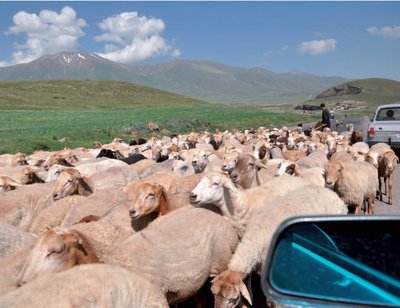 Lehmad-lambad, Volgad-Ladad ehk tüüpilisi liiklejaid Armeenia maanteedel.