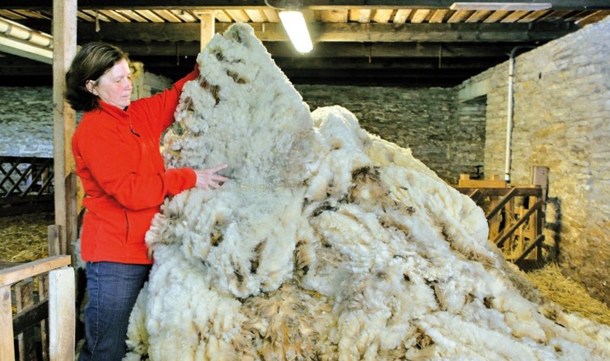 Kuusalu valla taluperenaine Mare Veersalu loodab oma lammaste villa iirlastele müüa.