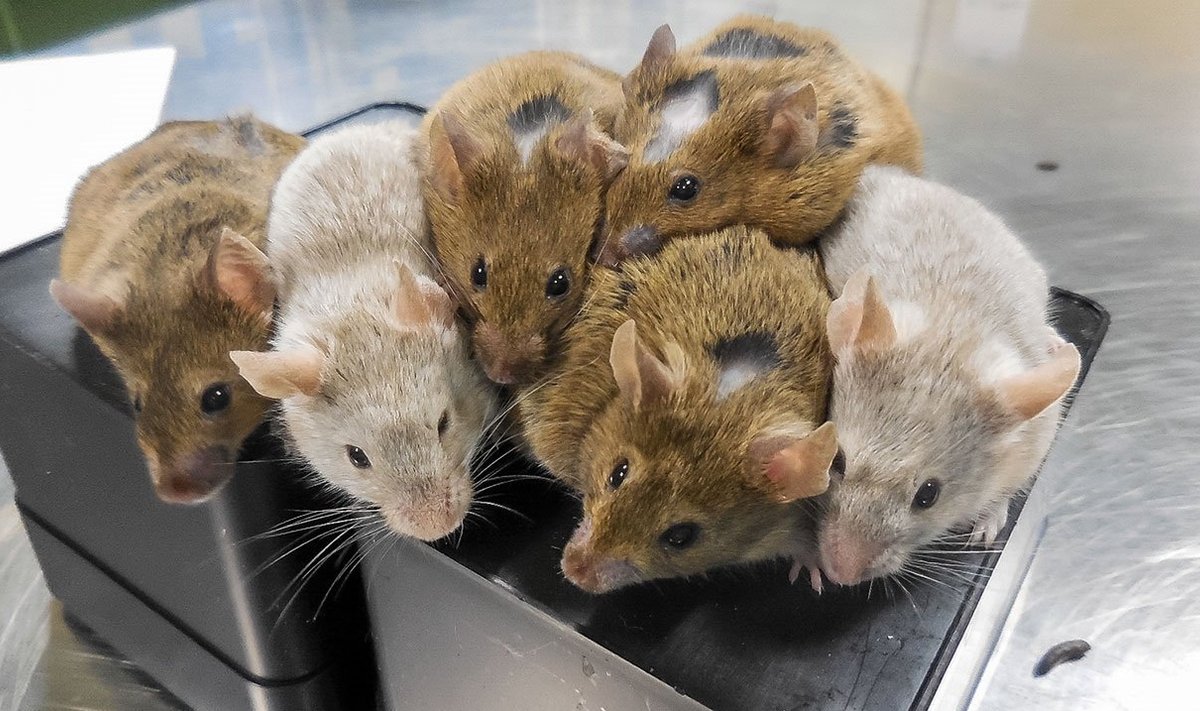 Pesakond hiiri arenes katseklaasis kasvatatud munarakkudest. (Foto: K.Hayashi, Kyushu ülikool)