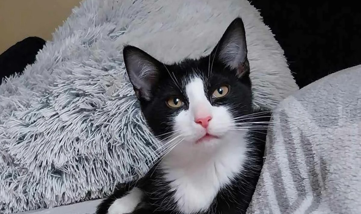 MTÜ Cats Help hoolealune
