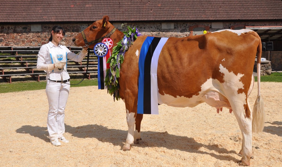 Eesti punases tõus on palju piimakaid ja kauneid lehmi. Pildil EPK Viss 2017 Marga Tartu Agro Rahinge farmist ja Tiina Rodim.