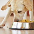 Veider komme: miks ei söö koerad kausist, vaid tassivad toidu tihti eemale?