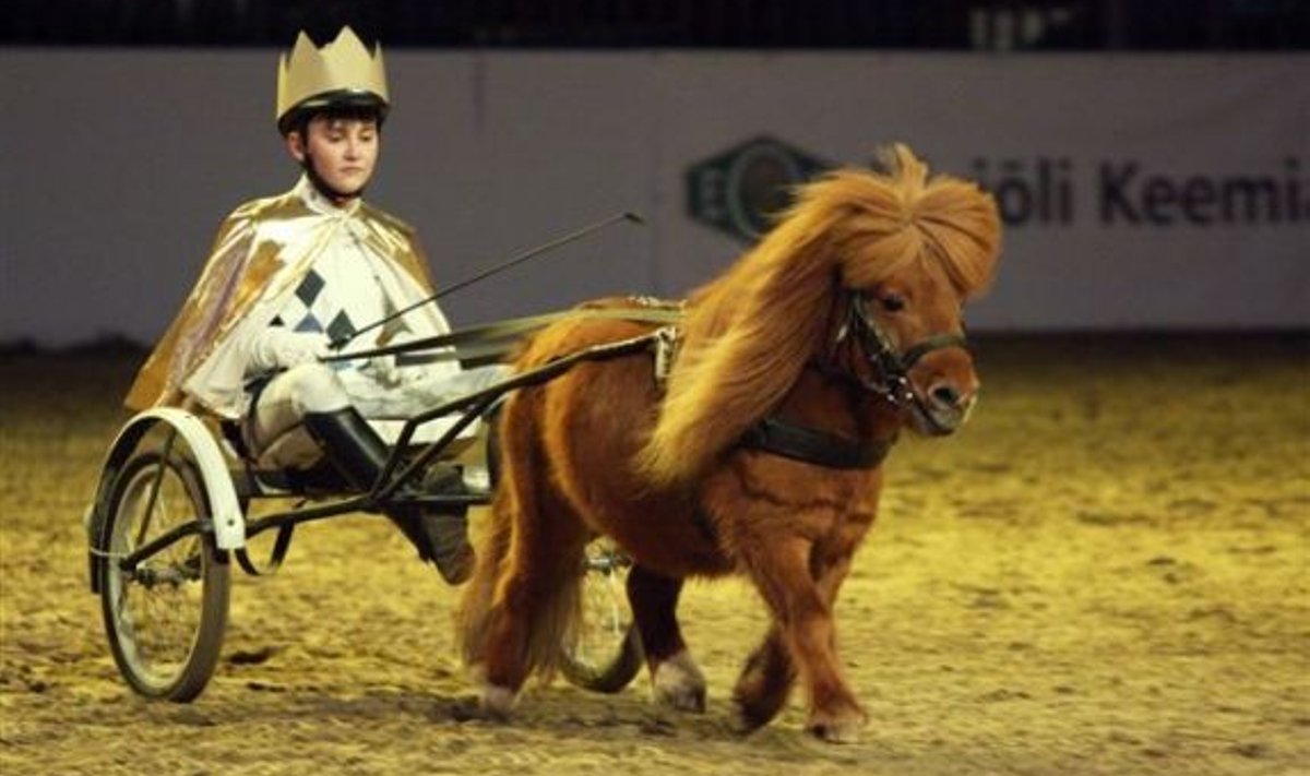 Horse Show 2010.