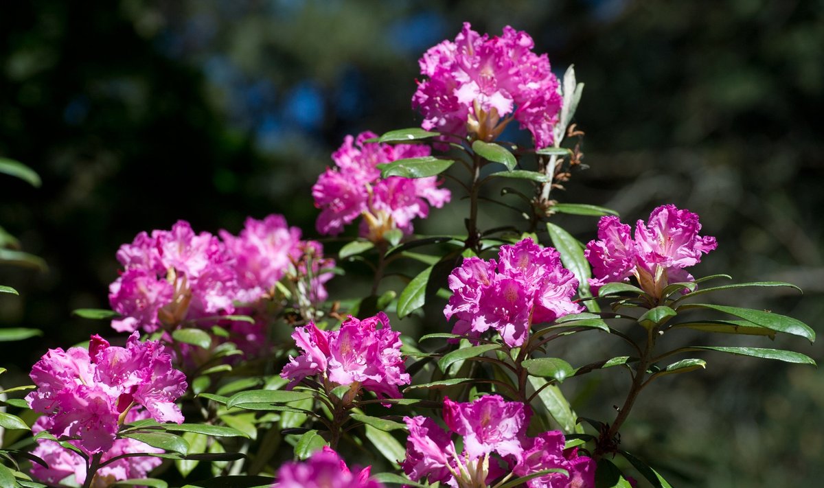 Smirnovi rododendron