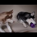Naerutav VIDEO: Peretüli huskyde moodi: Laika tõreleb Mishkaga mänguasja kaotamise pärast