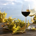 Почему вино в Европе не всюду потечет рекой: непогода загубила много винограда