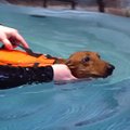 VIDEO | Imeline vesi võib ka halvatu jalgadele tõsta! Tallinnas avati ainulaadne koerte bassein