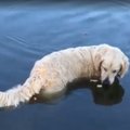 VIDEO | Milline kannatlikkus! Jälgi mängu, see koer on kalapüügis tõeline meister