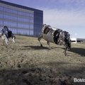 VIDEO: Google'i robotkoerad hiilivad juba kontoris