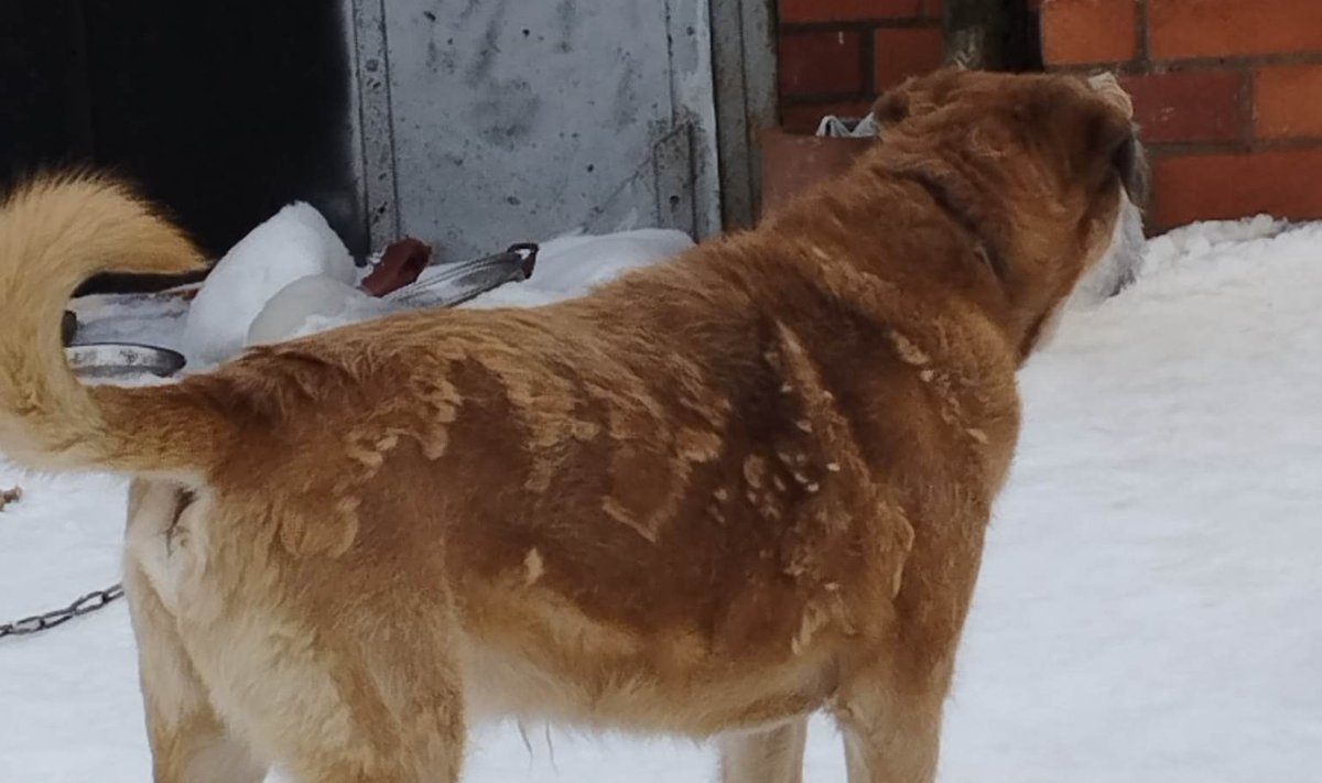 Omapead keti otsa jäätud eakas koer Aseris