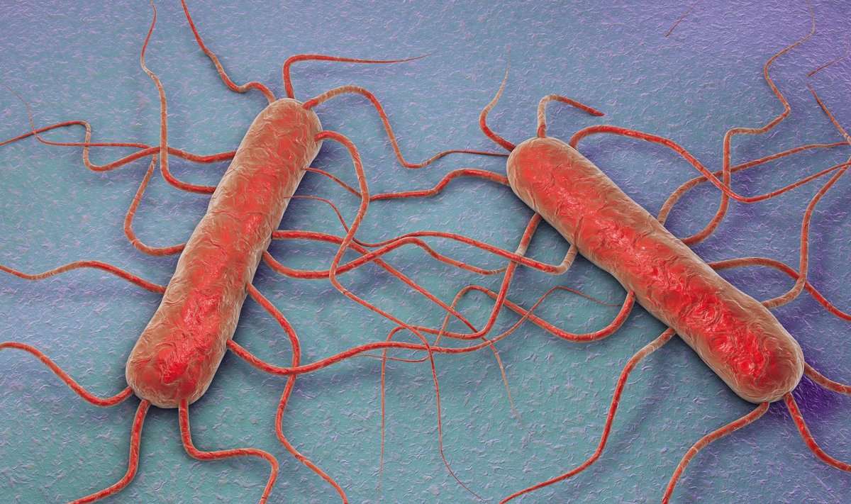 Bakter listeria monocytogenes