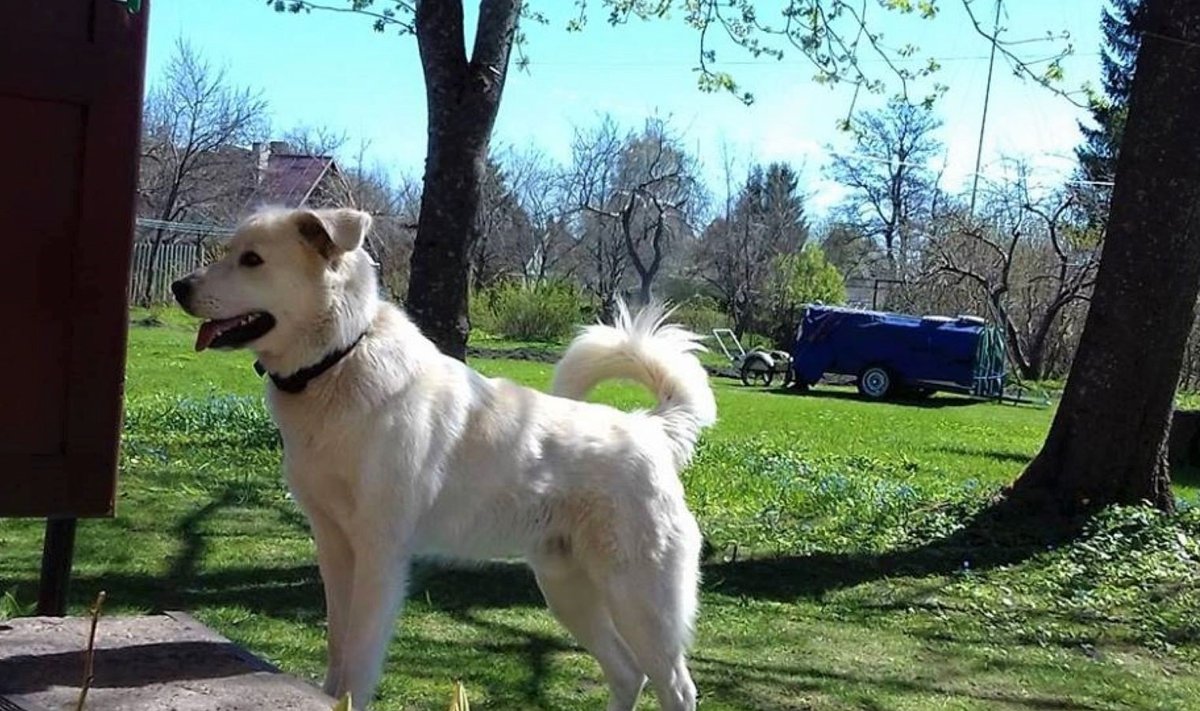 Kaie Nappiri koer Bruno. Pilt pärineb 2018. aasta maikuust.
