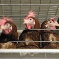 Tapetud kanade asemel sirguvad Sanlinnu farmides uued tibud