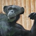 Kes need veel on?! Tallinna loomaaia maskides talitajad põhjustasid šimpansite hulgas segaduse