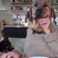 VIDEO: Naera või pisar silma! Paroodia koertest, kes kannatamatult laua taga süüa ootavad