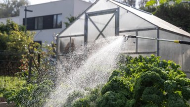 PÕUA ÕPPETUNNID | Kuidas aias taimi kõrvetava kuuma ja kuiva eest kaitsta ning kasta