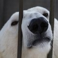 SEL NÄDALAL TALLINNA LOOMAAIAS: Jääkarude lugu