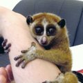 Ettevaatust! See nunnu on ainus primaat, kelle hammustus on mürgine