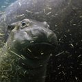 ВИДЕО | "Когда в душе ты дельфин, а родился бегемотом": необычные кадры из зоопарка США
