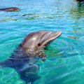 DELFIINID PALMI ALLA | Egiptuse valitsus näitab uutele delfinaariumitele keskmist uime
