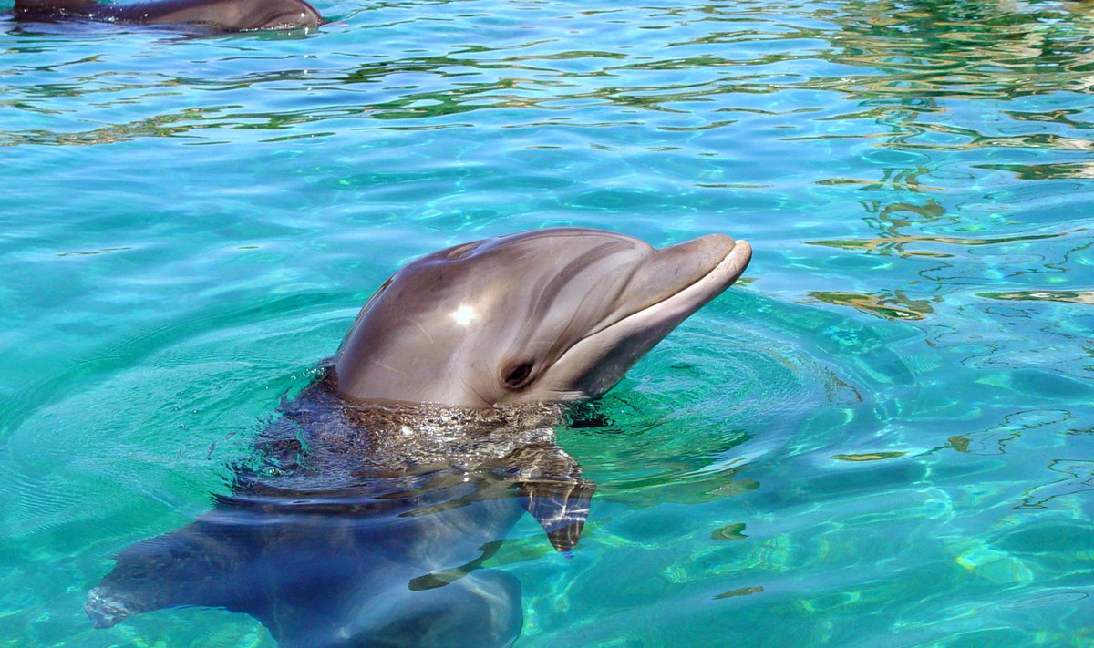 Delfiinide elu pole meelakkumine.