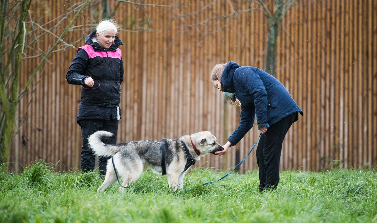 Hea treener märkab iga võimalust koera tublit käitumist premeerida. (Treener Mari Piht, Emma ja ajakirjanik Anette Parksepp)
