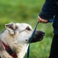 ARVAMUS | Keda kasvatada, keda karistada - kas koerarünnakus on süüdi loom või inimene?