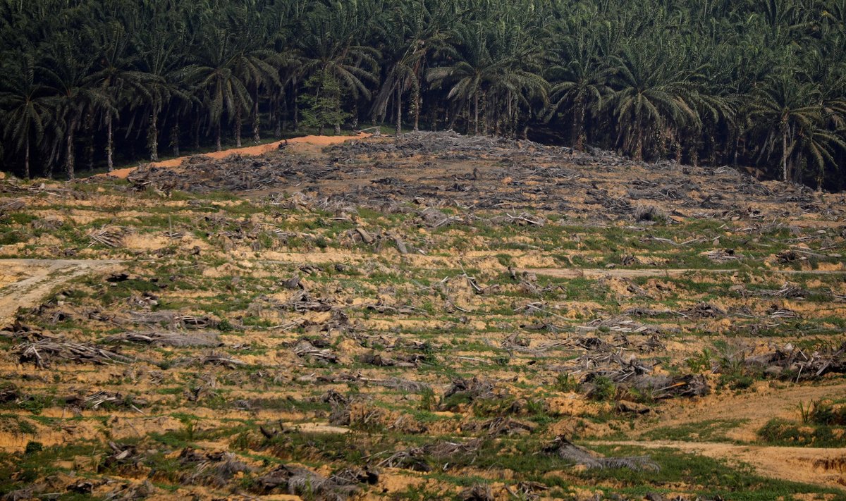 Mitmetes tööstustes on vajadus palmiõli järele suur, mis tähendab ka, et on nõudlust uute istanduste järele. Selleks võetakse tihtilugu maha viljaka pinnaga metsasid ning hävineb loomade elukeskkond. Pildil näide Malaisiast. ÄIO Tech loodab pakkuda probleemile leevendust, luues alternatiivi palmiõlile. Hetkel ollakse oma tegemistega varajases staadiumis.