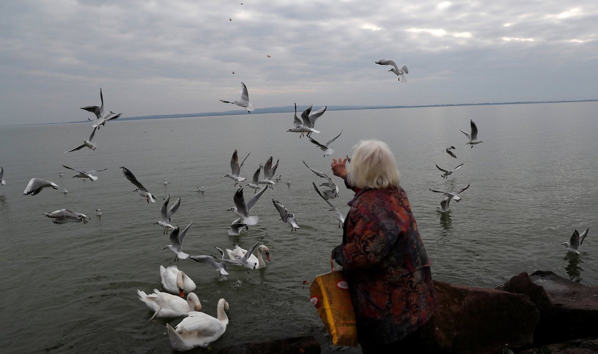 Ungari pensionärid saavad ametliku statistika järgi keskmiselt umbes 350-eurost pensioni, kuid uuriva meedia väitel saab enamik pensionäre siiski kaks korda vähem. Fotol toidab pensionär Balatoni järve ääres linde.