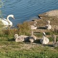 ФОТО: Посетители Фестиваля пирогов до смерти закормили лебедят из пруда Паэ