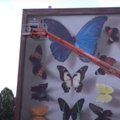 ФОТО | "Я просто очень люблю бабочек": уличный художник превращает дома в произведения искусств