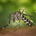 Правда ли, что комары предпочитают кусать людей определённой группы крови?