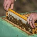 Mesinikud soovivad võltsijate kaitseks Saaremaa mee purkidele geograafilist tähist