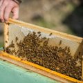 Saaremaal on viimastel nädalatel mesinikelt varastatud üksteist mesilastaru