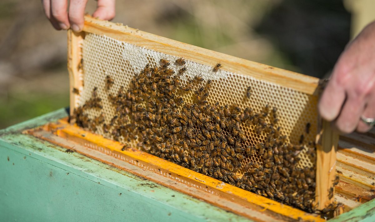 Mesinike meelest on mesilasperede toetus teretulnud, hoolimata väikesest summast.