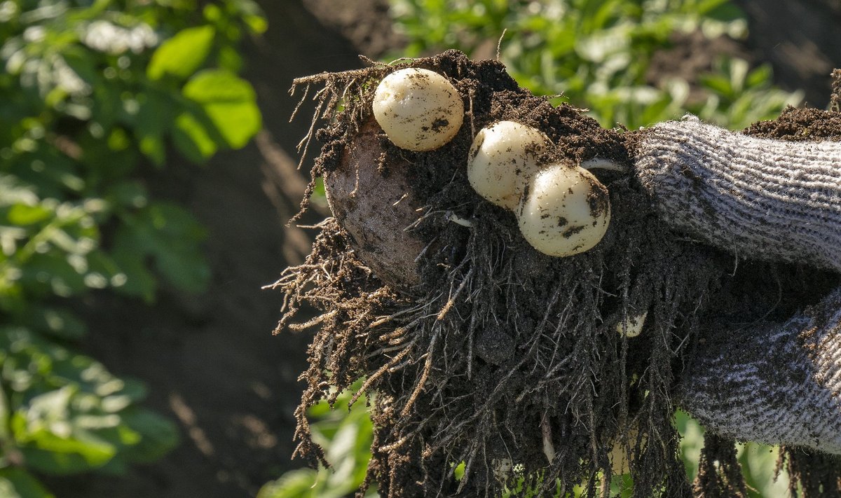 Kuumus ja vähene sademete hulk tegid liiga ka kaunviljadele ning kartulile