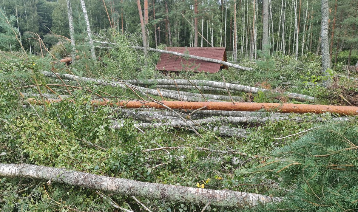 Там, где раньше вокруг хутора был лес, теперь просека.