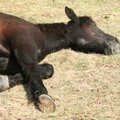 Venemaal nakatusid hobuseliha töötlejad siberi katku
