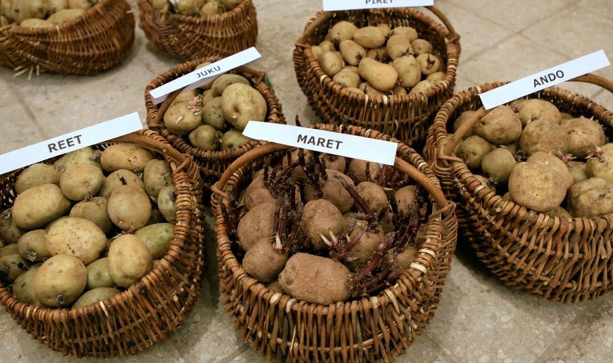Kuigi Eesti kartulisorte on vähem kui välismaiseid, on osa seemnekartulist Jõgeva SAI-l tänavu juba ära müüdud.