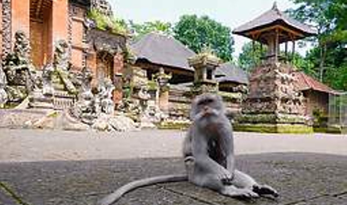 VAGA VESI: Bali templiahvid on maailmakuulsad vargad. Nad on näpanud tuhandeid paare päikseprille ning kusagil metsade ja templite sügavuses on varjul ka tõenäoliselt suurim turistidelt varastatud Bali reisijuhtide kogu. Silvia P?rmann