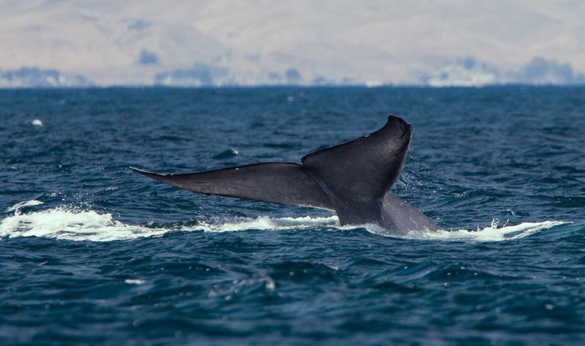 Sinivaal sukeldumas