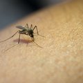 Комары атакуют: как от них защититься и какие средства от укусов наиболее эффективны?