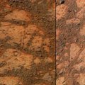 Kohtu kaudu NASA vastu: Marsil olevat nähtud seent (või ikkagi kivi?)