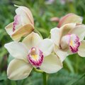 Vajalikud nipid: mida pead teadma ja silmas pidama, kui hakkad oma uhket orhideed ümber istutama