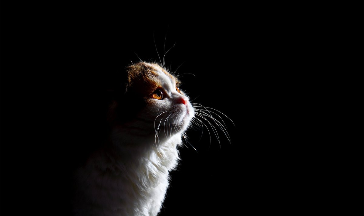 KURB MIISU: Pildil olev kass pole Pesaleidjaga seotud. Pesaleidja kasside hoiutingimusi inspekteerides aga selgus, et hoiukodus elab praegustes oludes liiga palju loomi. 