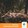 Loomakaitse selts nõuab Lääne-Virumaa varjupaiga sulgemise kohta selgitust