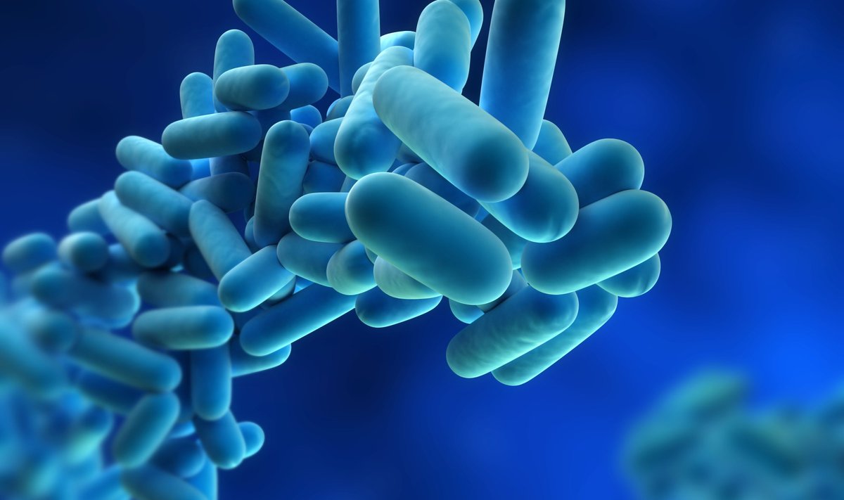 Legionella pneumiphila, mis ohustab peamiselt riskirühma kuuluvaid inimesi.