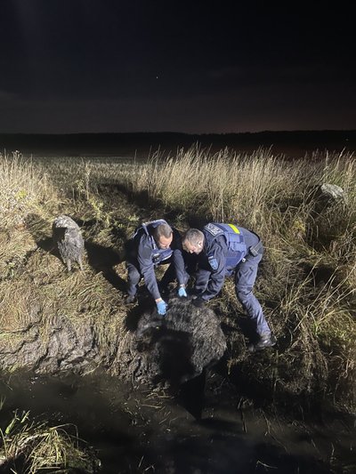 Politseinikud lambaid päästmas