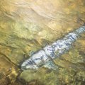 Пылулаский рыбопитомник RMK заселил в реки молодняк лосося